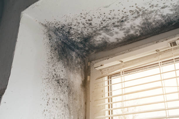 Affordable Bathroom Mold Removal solutions in Potomac, MD